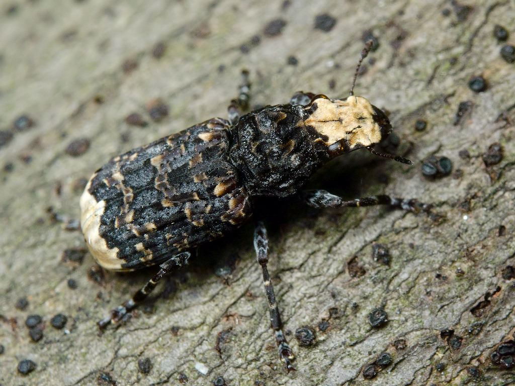 Platyrhinus resinosus (Scopoli, 1763)